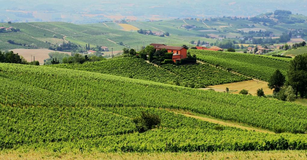 Sul Moscato gli ultimi 15 giorni hanno fatto registrare grandi escursioni termiche con 12-13 gradi di notte e 26 di giorno che hanno garantito un innalzamento del quadro aromatico delle uve che non si registravano da 15 anni. 