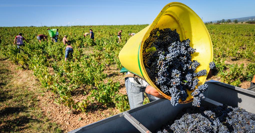 Modifiche al  disciplinare, saranno proposte una serie  di variazioni  alle regole  di produzione  per valorizzare i territori.  