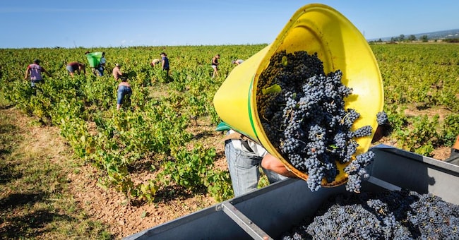 Modifiche al  disciplinare, saranno proposte una serie  di variazioni  alle regole  di produzione  per valorizzare i territori.  