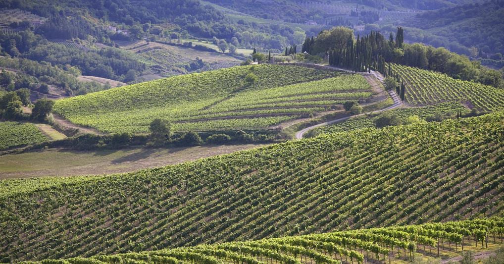 La Toscana registra il calo di produzione maggiore: si passa da 2,6 milioni di ettolitri 2019 a 2,2 milioni quest'anno 