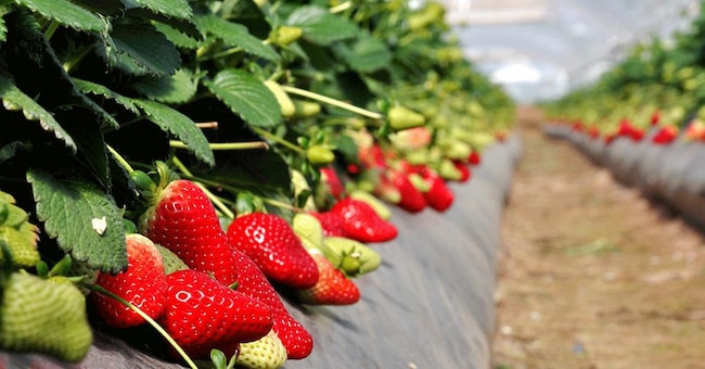  Coltivazione di fragole ormai pronte per il raccolto 