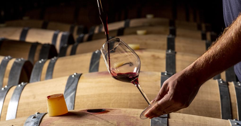 La produzione. Previsti investimenti per 25 milioni in vigna che nelle cantine  