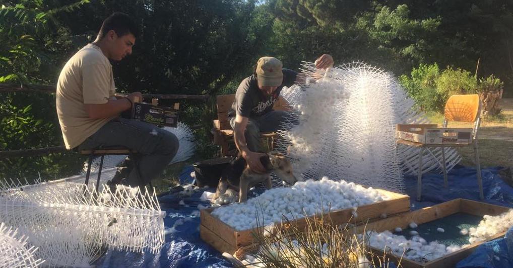 “Salita al bosco”: i bachi aggrappati alle raggiere  sono diventati bozzoli 