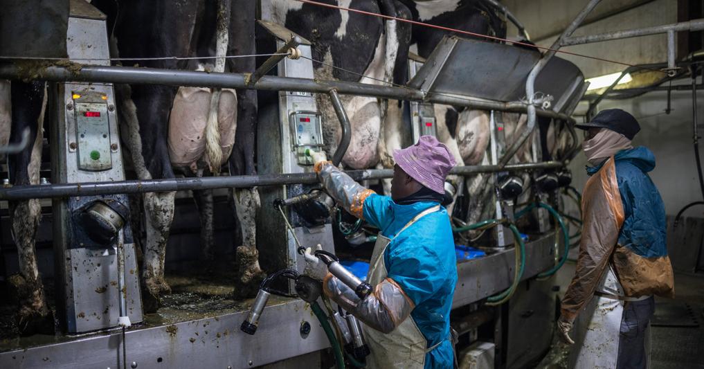   Nel Pavese c’è anche una nutrita comunità indiana, che si occupa della zootecnia lavorando anche nelle stalle 