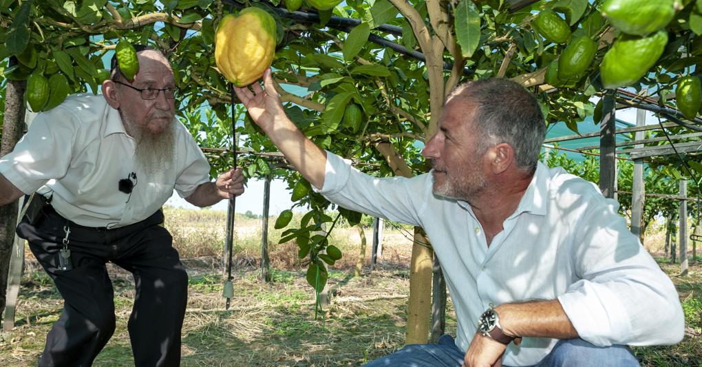 Il cedro di Santa Maria ottiene la Dop e volano produzione e indotto - Il  Sole 24 ORE