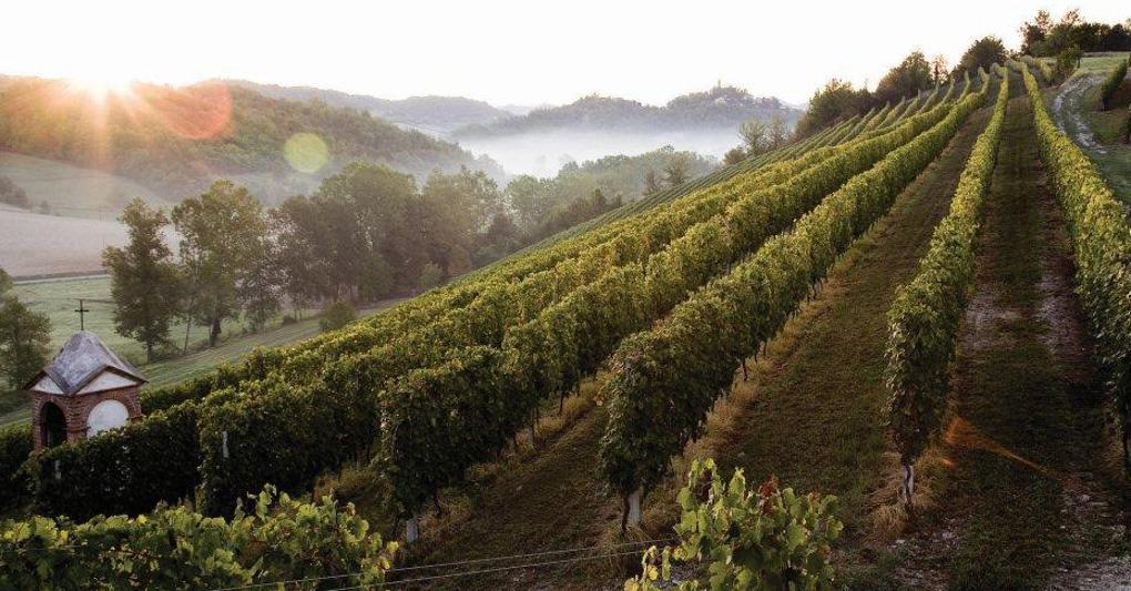  Con i vigneti  già attivi la produzione potrebbe raddoppiare i volumi  