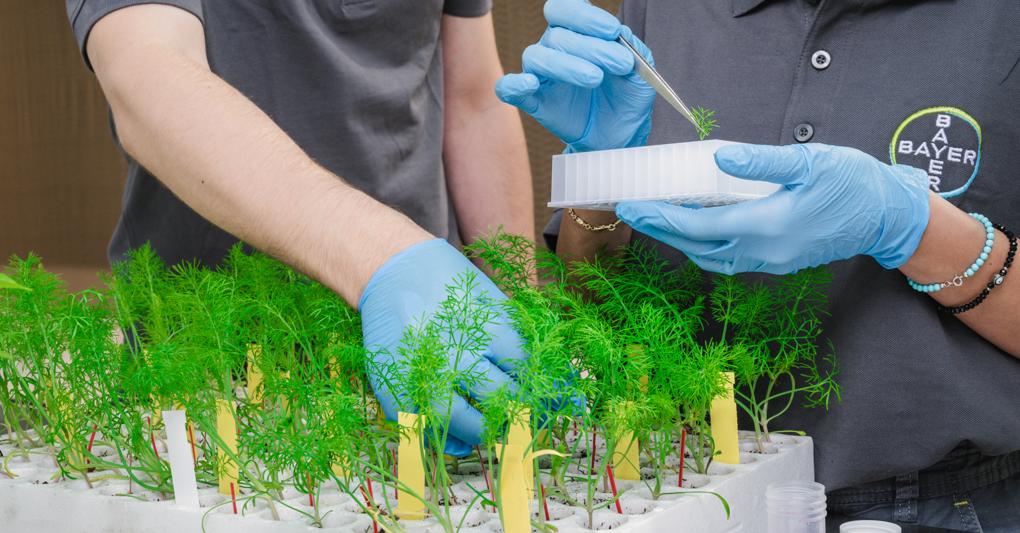 Più innovazione. Nel sito di Latina lavorano 61 persone, una dozzina focalizzate nella ricerca. Il Centro si estende per circa 23 ettari di serre e campi dove si lavora per migliorare varità e qualità di alcune colture e per rispondere alle sfide del cambiamento climatico, della siccità . 