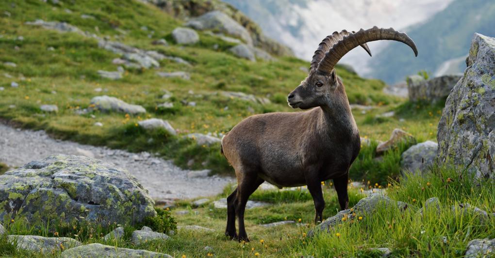 Regale. Stambecco al Gran Paradiso 