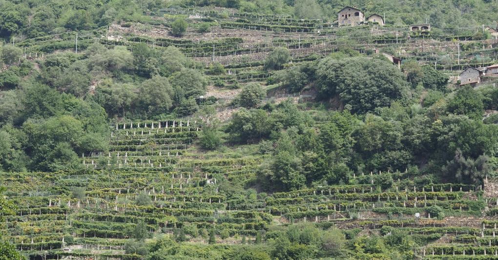 Vendemmia.  Precipitazioni permettendo, la produzione vitivinicola valdostana si annuncia  di qualità 