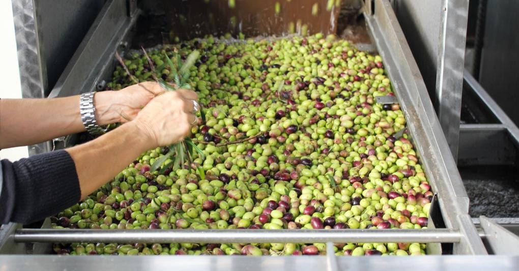  Gli uliveti sono a buone altitudini e danno un olio più leggero rispetto, ad esempio,  a quello pugliese. 