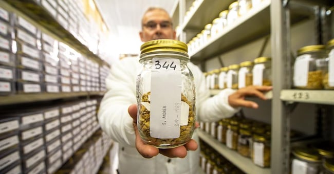 A livello nazionale, nel 2022 sono stati seminati a riso 218mila ettari; quest’anno 210mila, il 4% in meno. La diminuzione riguarda soprattutto la Lombardia, dove  i contadini hanno in parte preferito piantare la soia o il mais, le cui quotazioni da gennaio sono salite