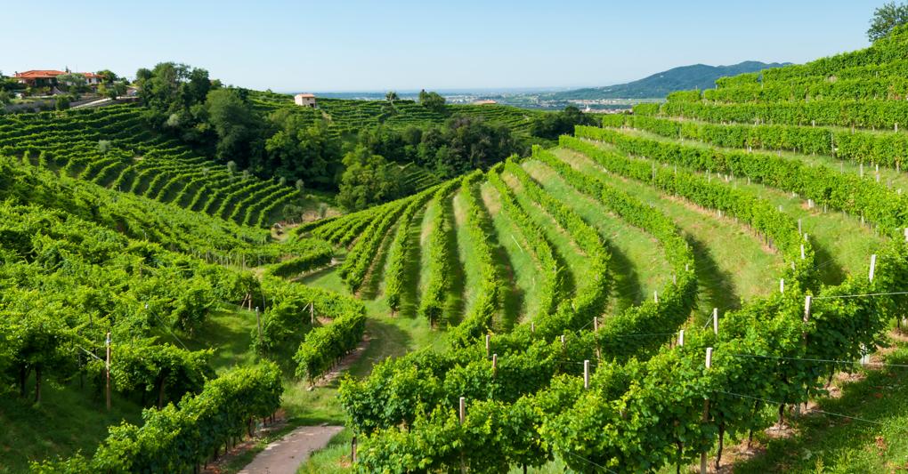  La provincia di Treviso è la terra delle colline del Prosecco di Conegliano e Valdobbiadene. Dal 2019 questo paesaggio è diventato patrimonio dell’Umanità Unesco 