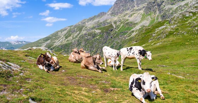 Abbandoni. Le stalle piccole non bastano più a mantenere le famiglie.  Soltanto negli ultimi due anni la crisi ci ha fatto perdere il 10%  del latte conferito e ha generato il 7% di chiusure