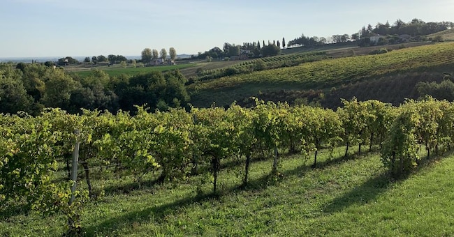  La siccità e la bassa resa delle campagne spingono molti coltivatori ad abbandonare i vigneti o a metterli sul mercato per impianti di rinnovabili 