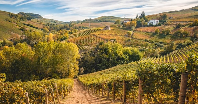  Il Consorzio di tutela ha lanciato la proposta di eliminare il divieto di impiantare vigneti di Nebbiolo nei versanti collinari esposti al nord 