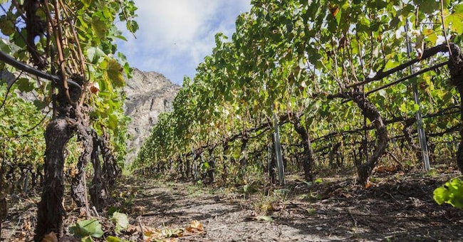  Vigneti in Valle d’Aosta: per i produttori si tratta di mettersi in gioco ogni giorno con le condizioni climatiche e territoriali 