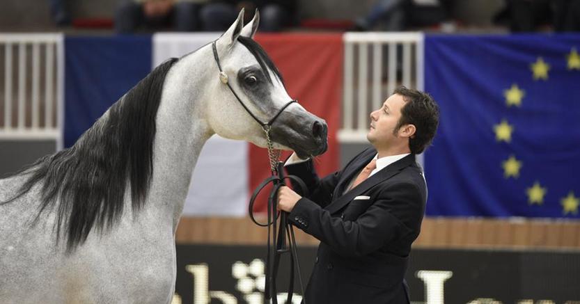 La Poesia In Movimento Dei Cavalli Arabi Che Viaggiano Su Aerei Privati Il Sole 24 Ore