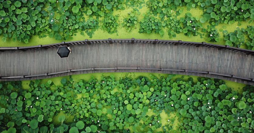 Al riparo dal rumore. Si può (anche) immaginare una lunga passeggiata seguendo un sentiero che costeggia i fiori di loto a Yangzhou, città turistica nella provincia orientale del Jiangsu in Cina (foto Afp)