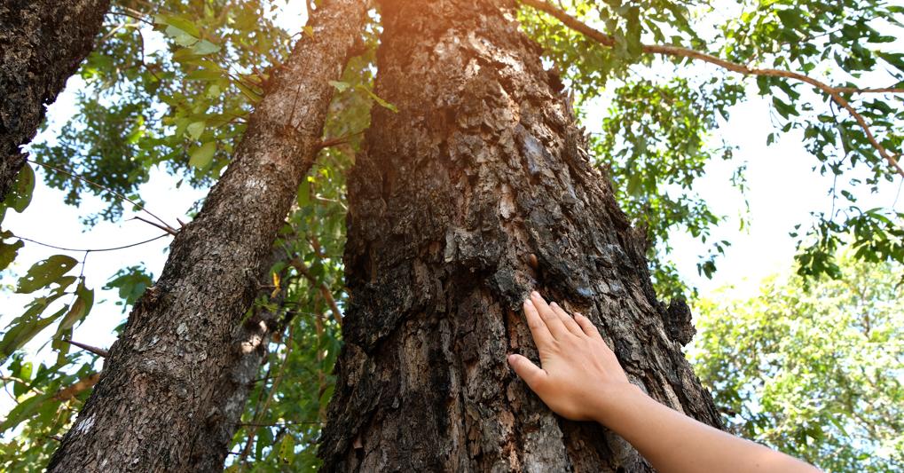 Il Gruppo Davines Sostiene L Ambiente E I Territori Il Sole 24 Ore