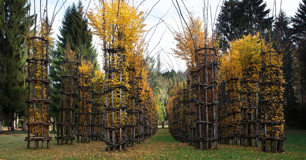 Giuliano  Mauri Cattedrale Vegetale (Arte Sella- foto di Giacomo Bianchi) 