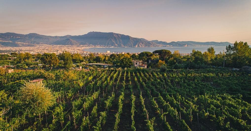 la riscossa dei vitigni rari e dimenticati per la gioia dei cultori del vino il sole 24 ore