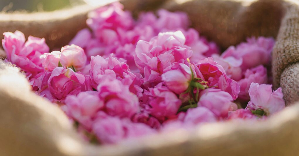 Rosa. Protagonista di un viaggio multisensoriale di Mane 