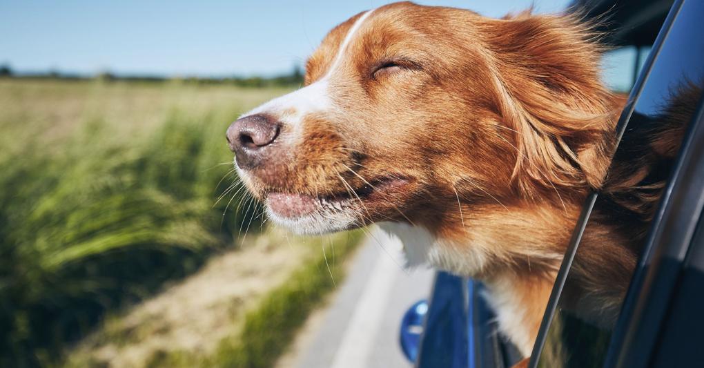 La toelettatura del cane: consigli pratici per un cane in salute - Food for  Dogs