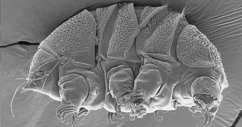 L'immagine al microscopio della Baker University mostra un tardigrado della classe Heterotardigrada, noto anche come “orso d'acqua( Associated Press Photo)