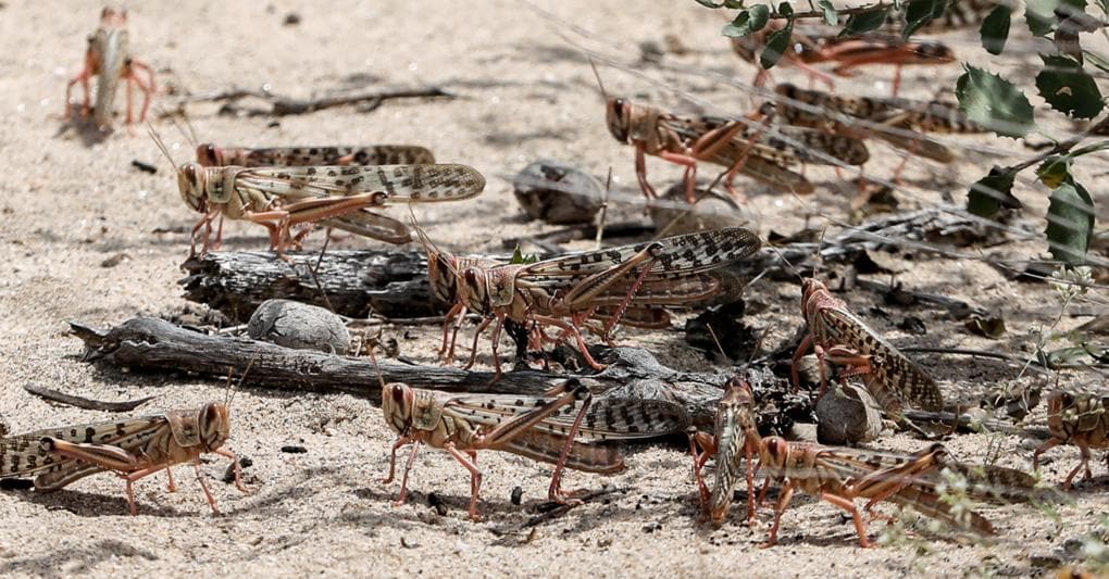 L’Africa sotto l’incubo delle locuste: a rischio 25 milioni di persone