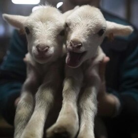 Il veganesimo fa festa: un'economia da 26 miliardi di dollari ...
