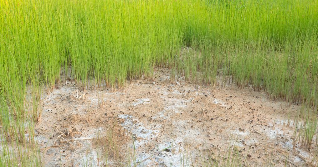 Salinità dei terreni. Il problema ha diverse origini: l’evaporazione dell’acqua dal suolo dovuta al riscaldamento, per la mancanza di piogge, a causa degli incendi, o per lo scorretto uso dei fertilizzanti o per il disboscamento. inoltre lo scioglimento dei ghiacciai provoca l’innalzamento dei livelli del mare e inondazioni 