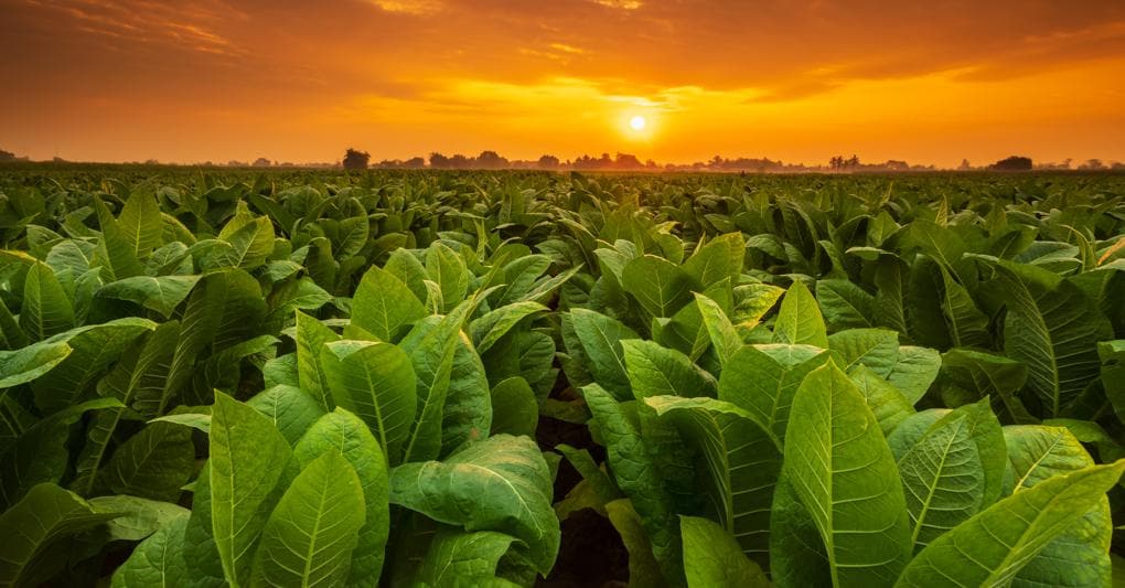 Pianta-cavia. Il tabacco potrebbe essere una delle prime piante utilizzate per impiantare la nitrogenasi di un batterio 