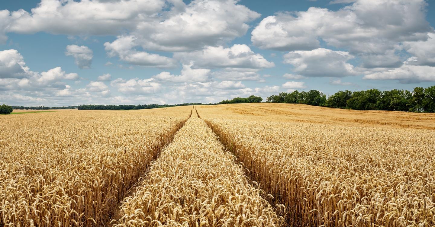 CO2, un maggior utilizzo di cereali integrali riduce l’impronta ambientale