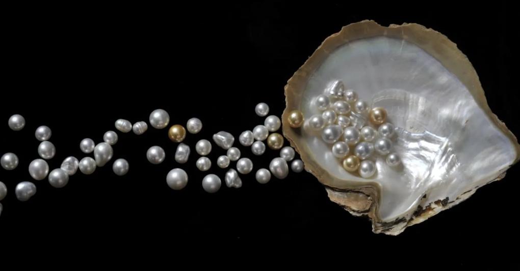 Le perle più usate in gioielleria sono le Akoya, le South Sea e le Tahitiane 