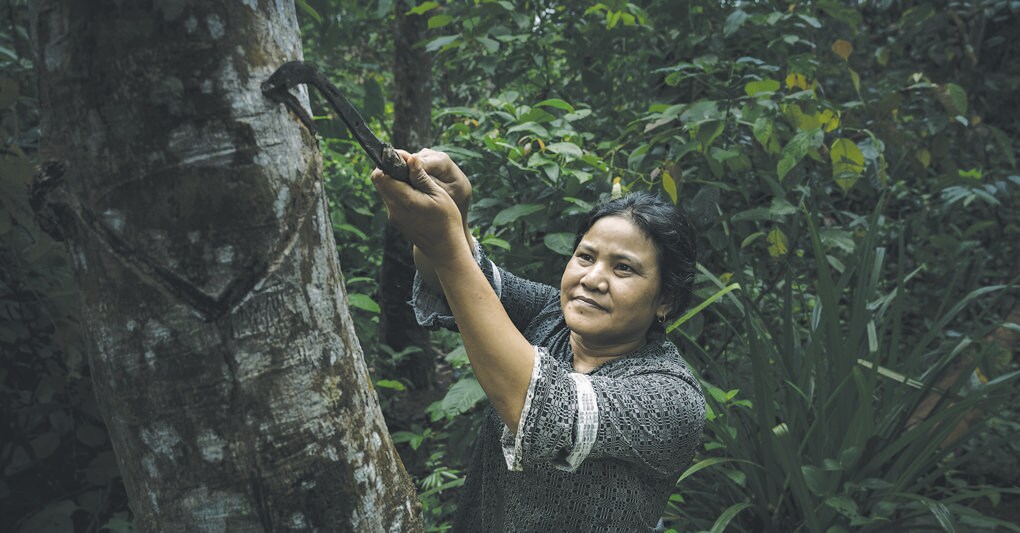 Gomma. Quasi la metà di quella in uso nel mondo non è ottenuta dal petrolio ma da un albero tropicale 