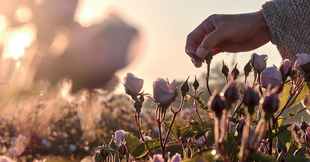 I primi germogli della rosa di Granville, contenuti nel nuovo siero Dior  Le Nectar Premier,  contengono una concentrazione doppia di fattori rigeneranti rispetto ai fiori una volta sbocciati 