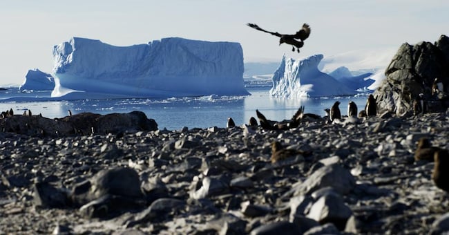 L’aumento delle temperature globali sta avendo conseguenze drammatiche sulle calotte polari. L’immagine del grande fotografo italo-americano Enzo Barracco  (che ha appena esposto al New York Stock Exchange e all’Onu) fa parte della collezione «The noise of ice - Antarctica», ispirata ai viaggi di Sir Ernest Shackleton. Lo scenario è desolante: iceberg alla deriva e terreni brulli senza più calotta di ghiaccio
