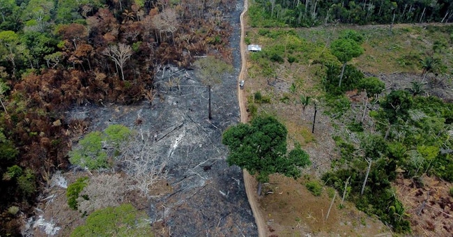 Incendi e deforestazione stanno mettendo a rischio le specie di vegetali e animali, soprattutto  negli Stati di Mato Grosso, Maranhão e Pará (Foto Afp)