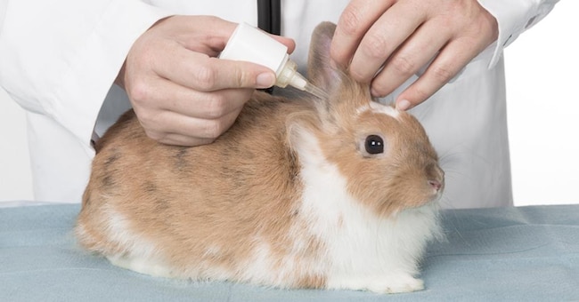 Specializzazione. Le strutture Ca’ Zampa offrono servizi e cure adatte a diverse specie e patologie, partendo dallo screening