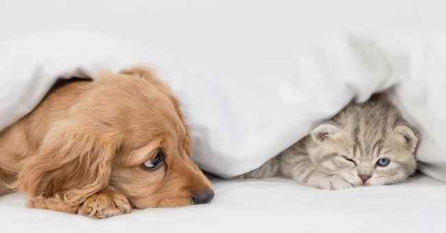 Tutela crescente. Nel 2022 in Italia la spesa veterinaria ha superato il miliardo