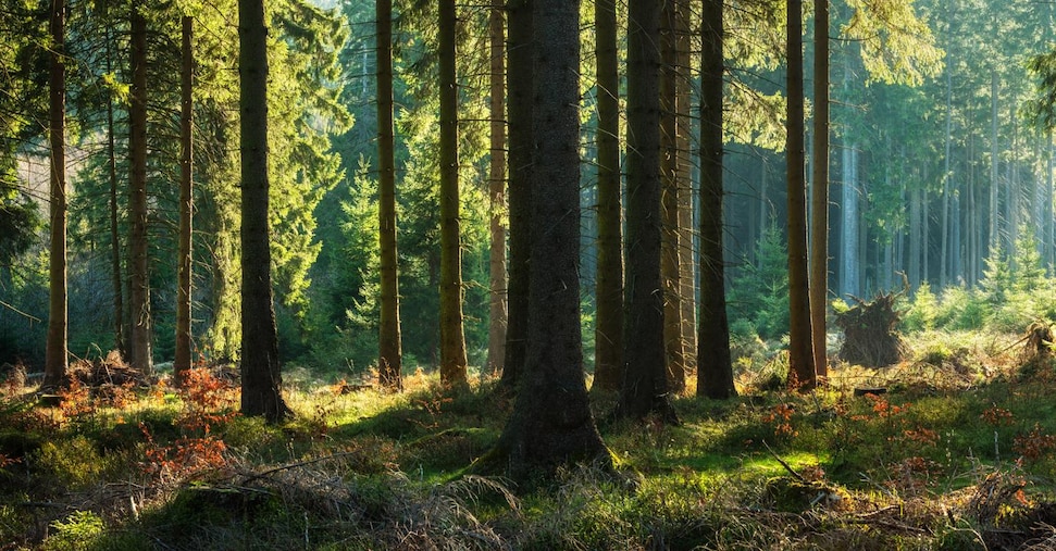 Per il ripristino della natura piani nazionali entro due anni