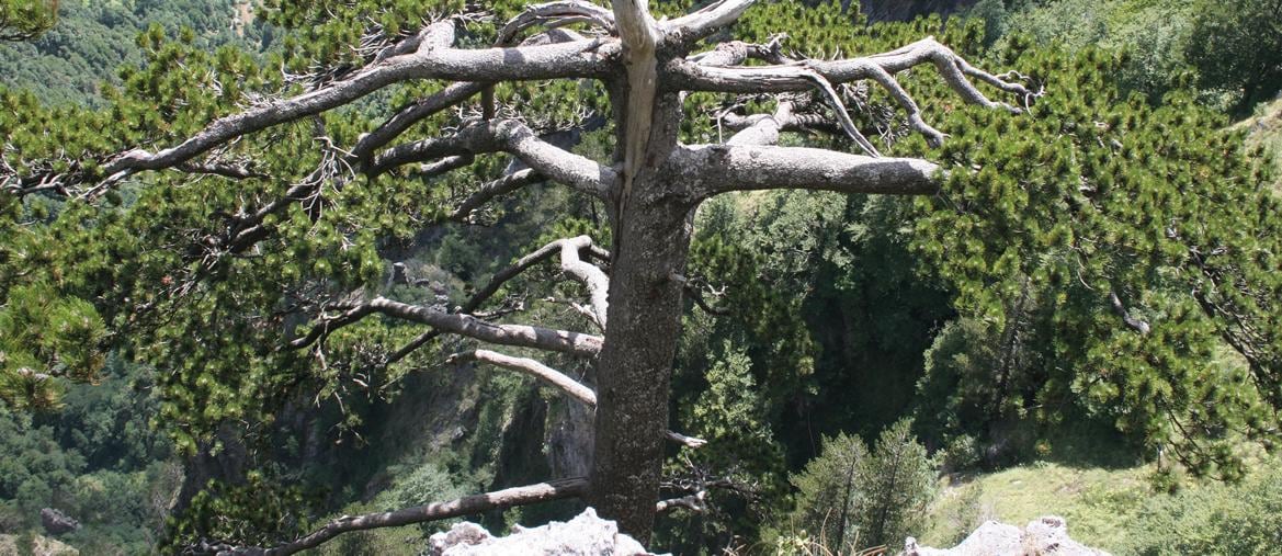 I piniloricati di Orsomarso