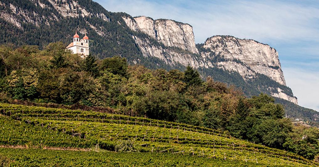 I vigneti lungo la strada del vino 