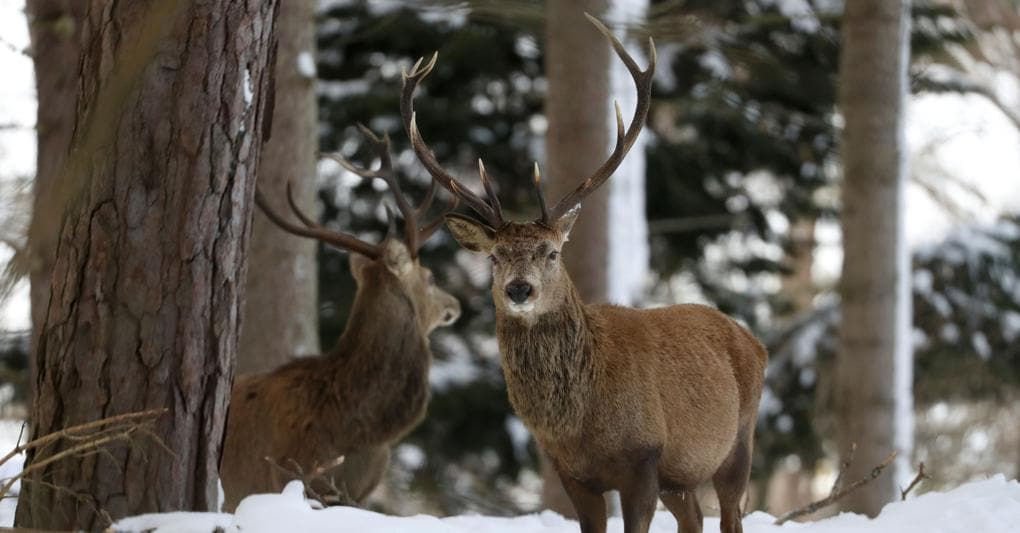 Cervi nella foresta a Braemar, Scozia (REUTERS/Russell Cheyne) 