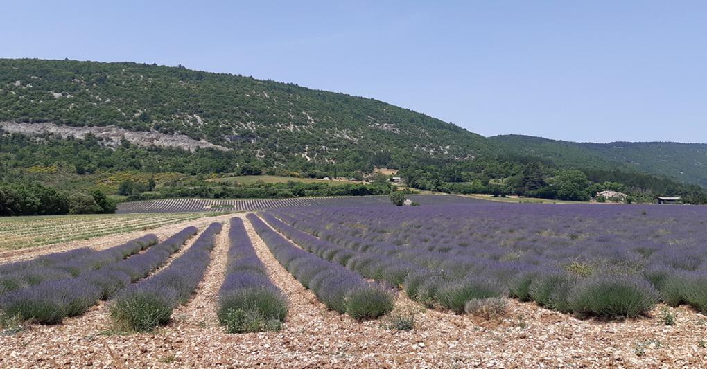 Campi di lavanda nel Vaucluse, Provenza (Photo: Mariateresa Montaruli) 