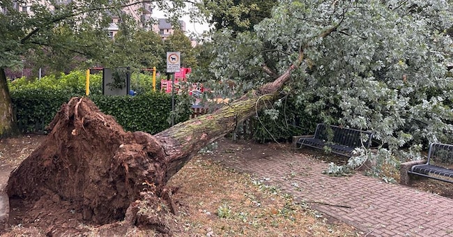 Alberi caduti a San Donato Milanese dopo il temporale 
