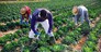Harvest time. Group of agricultural workers cutting ripe heads of savoy cabbage on farm field on sunny spring day