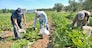 AZIENDA AGRICOLA E FRANTOIO CONSERVA DI MODUGNO ULIVI RACCOLTA OLIVE PRODUZIONE OLIO EXTRAVERGINE DI OLIVA MIMI' OPERAIO AGRICOLO OPERAI AGRICOLI