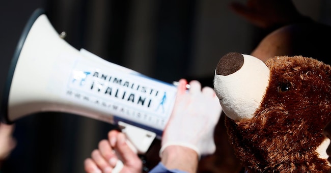 La protesta degli animalisti Italiani davanti alla sede della provincia autonoma di Trento contro l’uccisione degli orsi