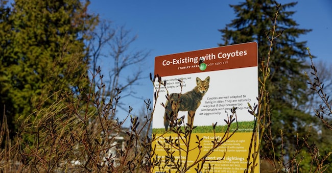 Un cartello nel Queen Elizabeth Park di Vancouver spiega ai cittadini come comportarsi quando si incontrano i coyote.La città canadese ha investito nel verde urbano, che ha attirato diverse specie che erano scomparse dalla zona. ©Shutterstock
